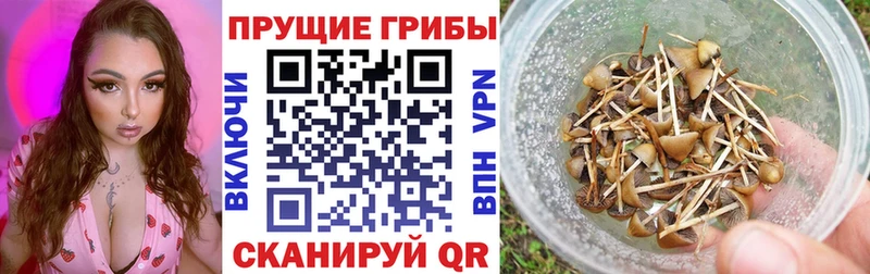 Псилоцибиновые грибы прущие грибы  Купить закладки  Зеленодольск 